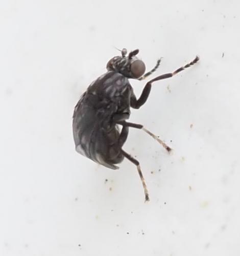 Parydroptera discomyzina